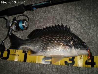 ���ӥ����