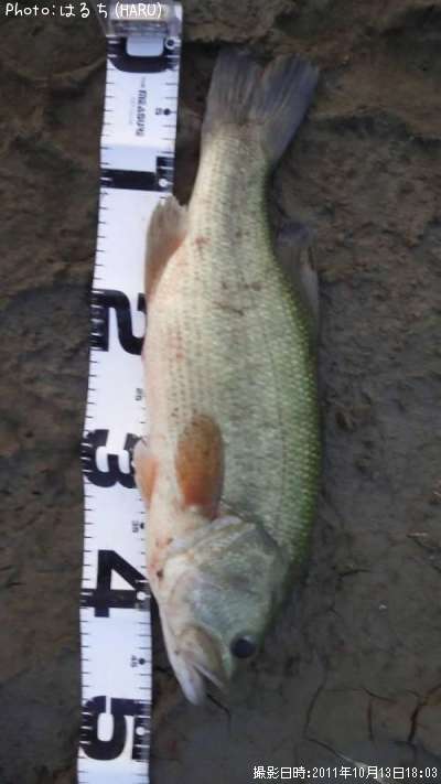 �֥�å��Х�