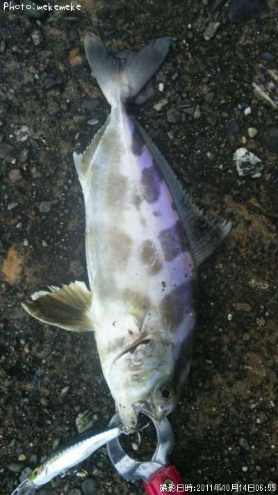 �����֥�