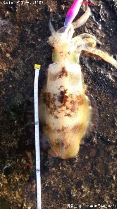 �����ꥤ��