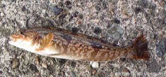 �����ʥ�