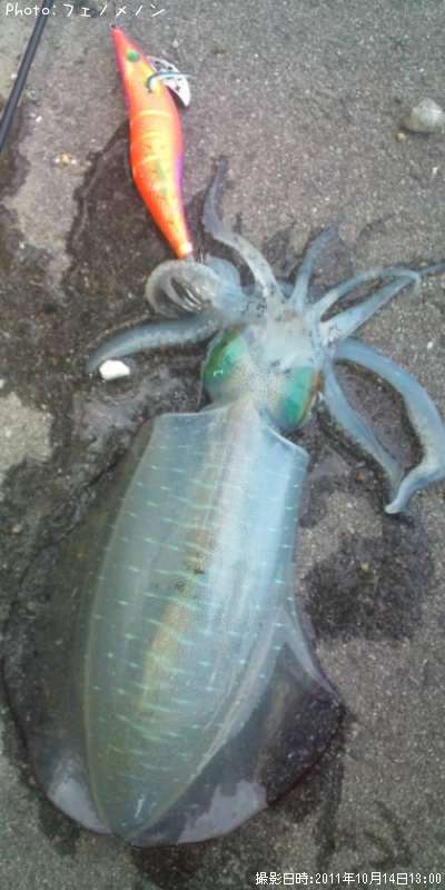 �����ꥤ��