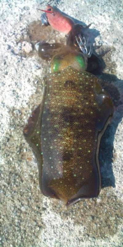 �����ꥤ��