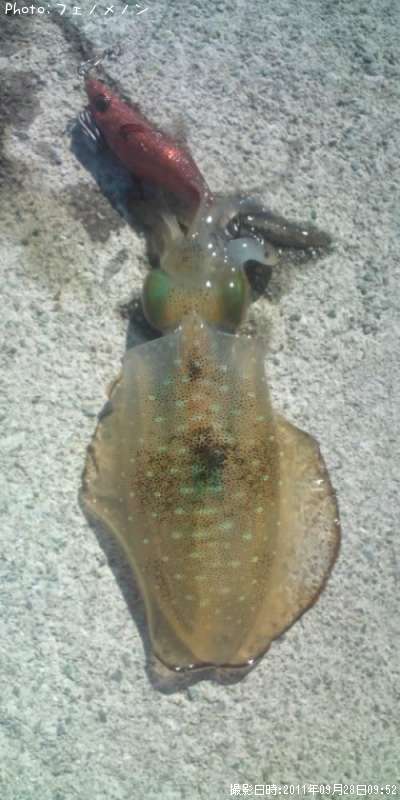 �����ꥤ��