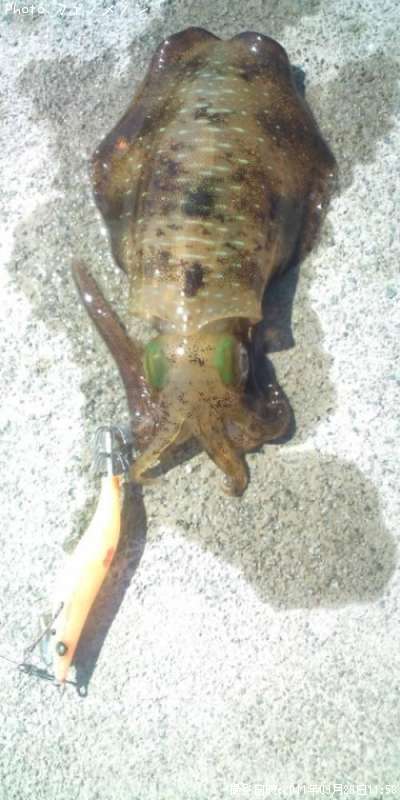 �����ꥤ��