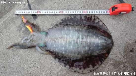 �����ꥤ��