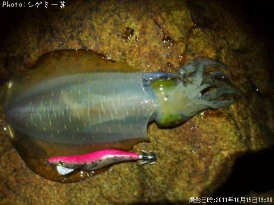 �����ꥤ��