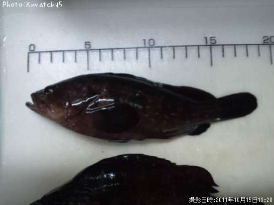 �����ϥ�