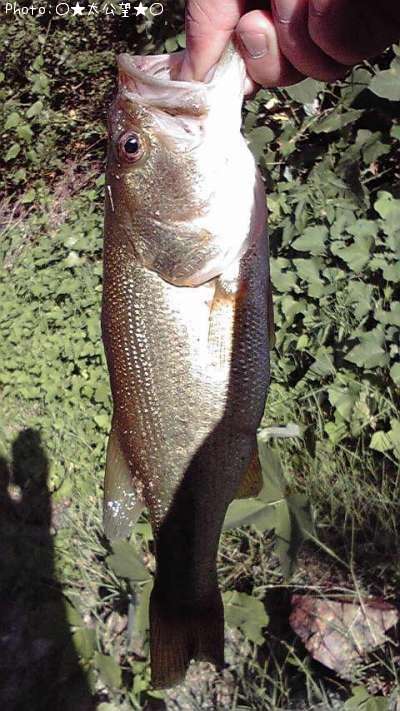 �֥�å��Х�