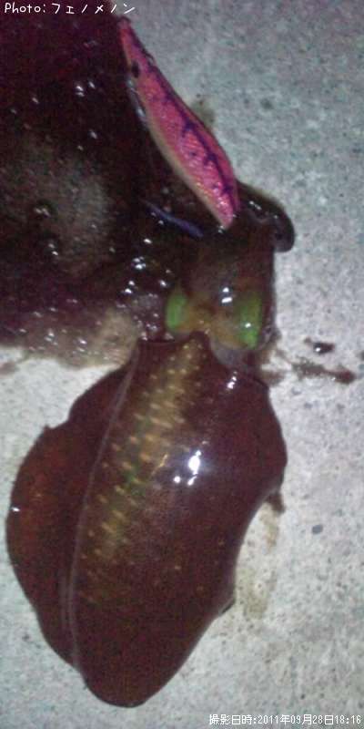 �����ꥤ��