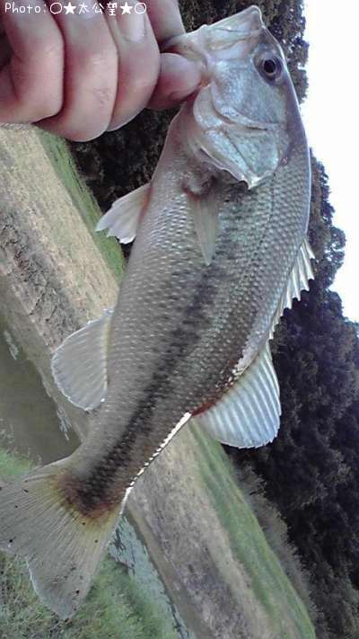 �֥�å��Х�