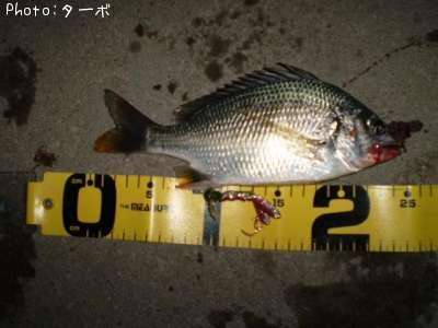 ���ӥ����