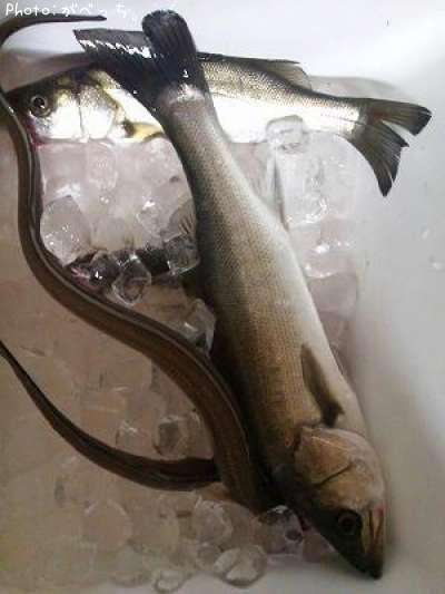 �ޥ��������ʥ�