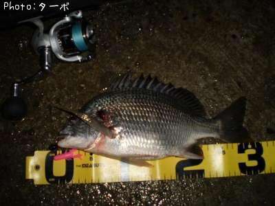 ���ӥ����