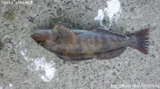 �����ʥ�