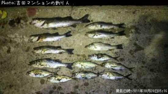 �����Х�������