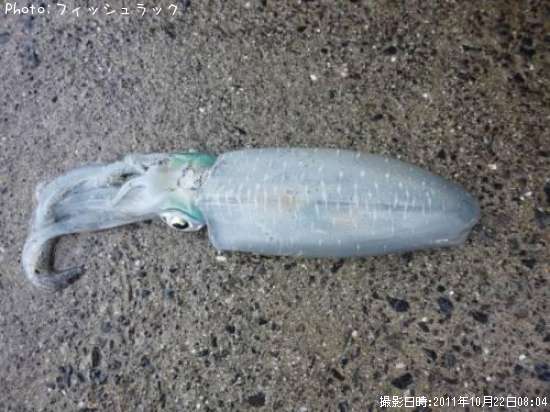 �����ꥤ��