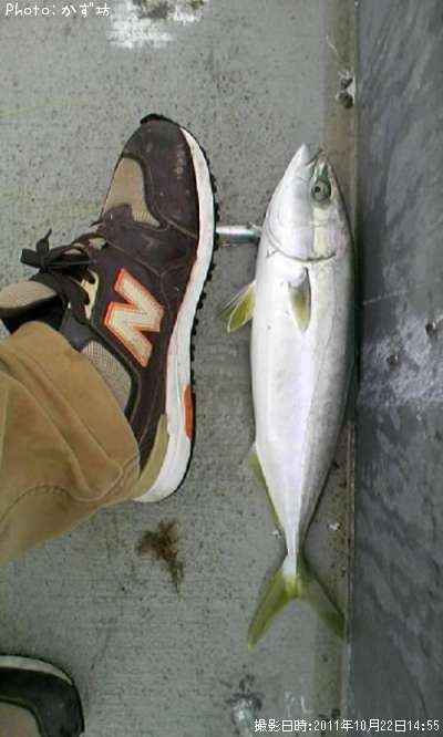 ���ʥ���