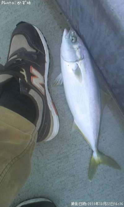 ���ʥ���