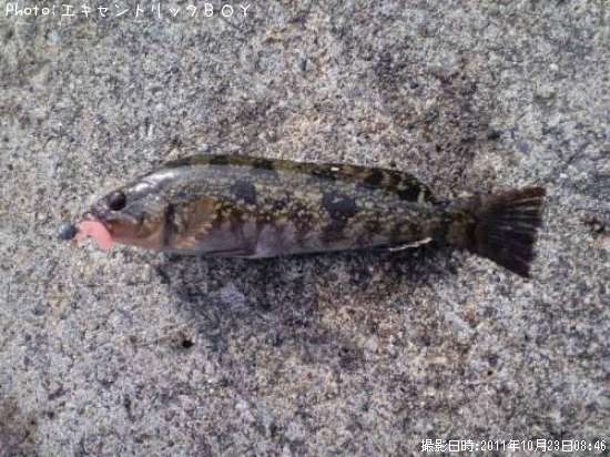 �����ʥ�