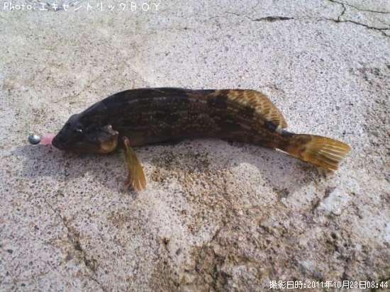 �����ʥ�