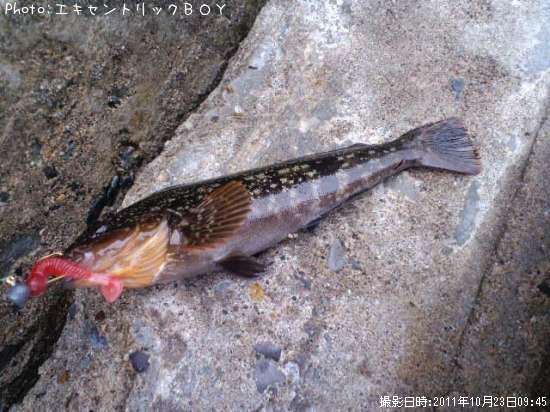 �����ʥ�