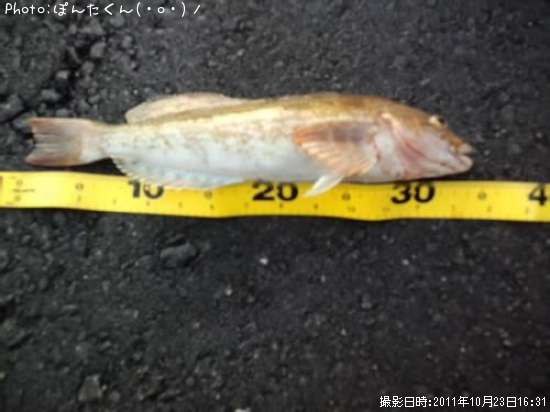 �����ʥ�