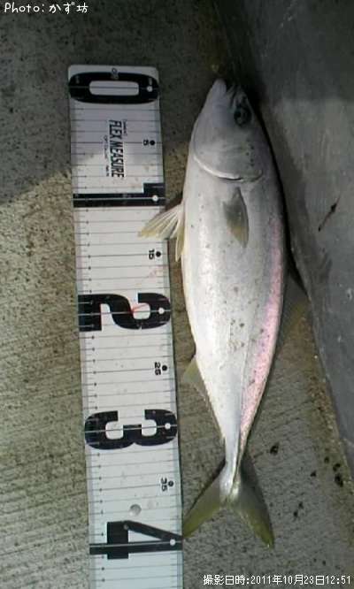 ���ʥ���