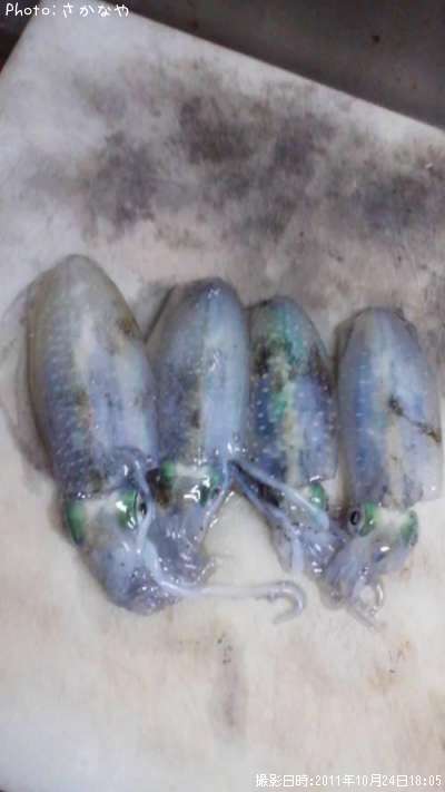 �����ꥤ��