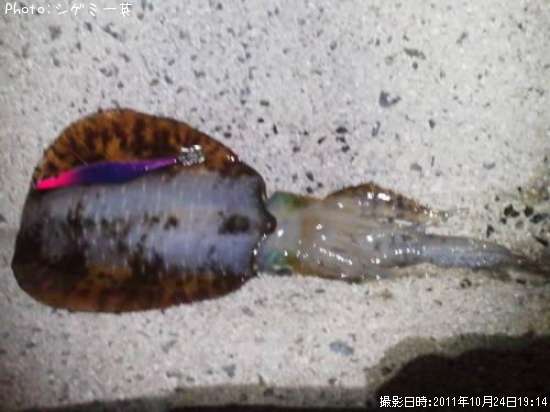 �����ꥤ��