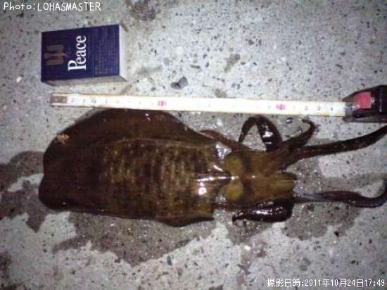 �����ꥤ��