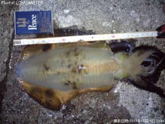 �����ꥤ��