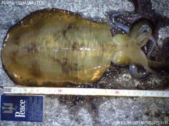 �����ꥤ��