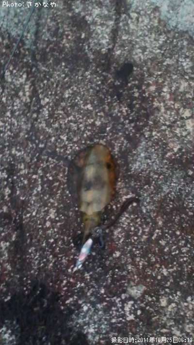 �����ꥤ��