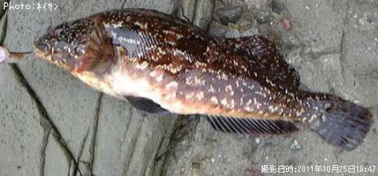 �����ʥ�