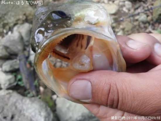 �֥�å��Х�