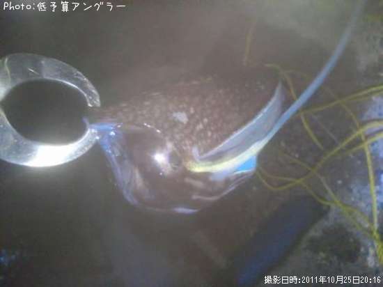 ����䥱����