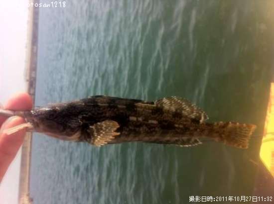 �����ʥ�