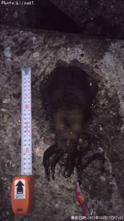 �����ꥤ��