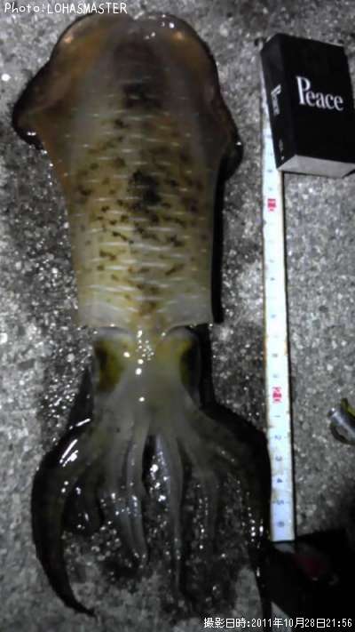 �����ꥤ��