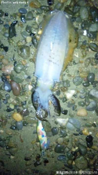 �����ꥤ��