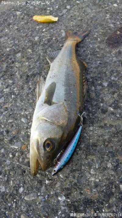 �����Х�