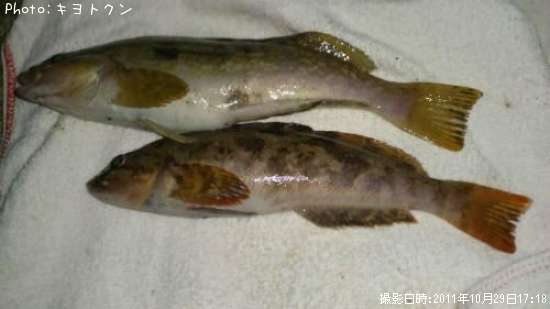 �����ʥ�