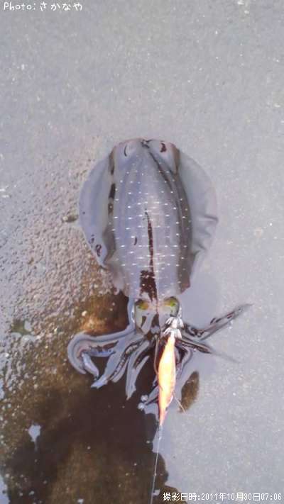 �����ꥤ��