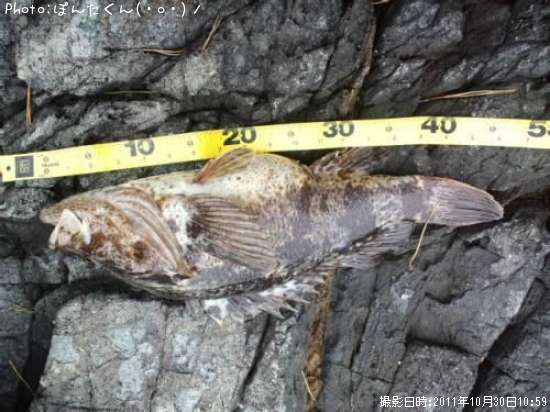 �٥å�������