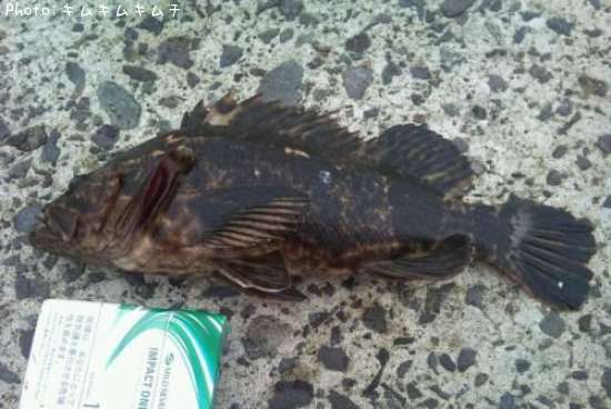 �٥å�������