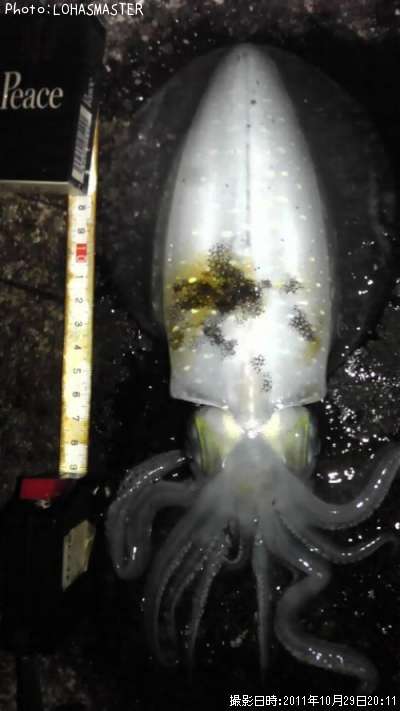 �����ꥤ��