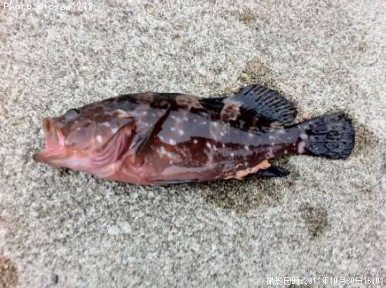 �����ϥ�