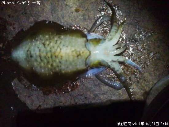 �����ꥤ��