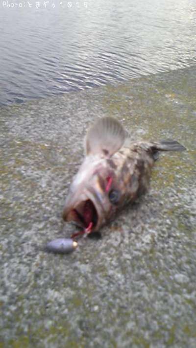 �٥å�������